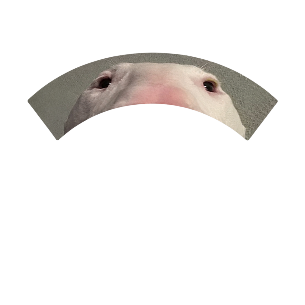 Wifi Dog signal